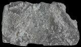 Wide Fossil Seed Fern Plate - Pennsylvania #65897-3